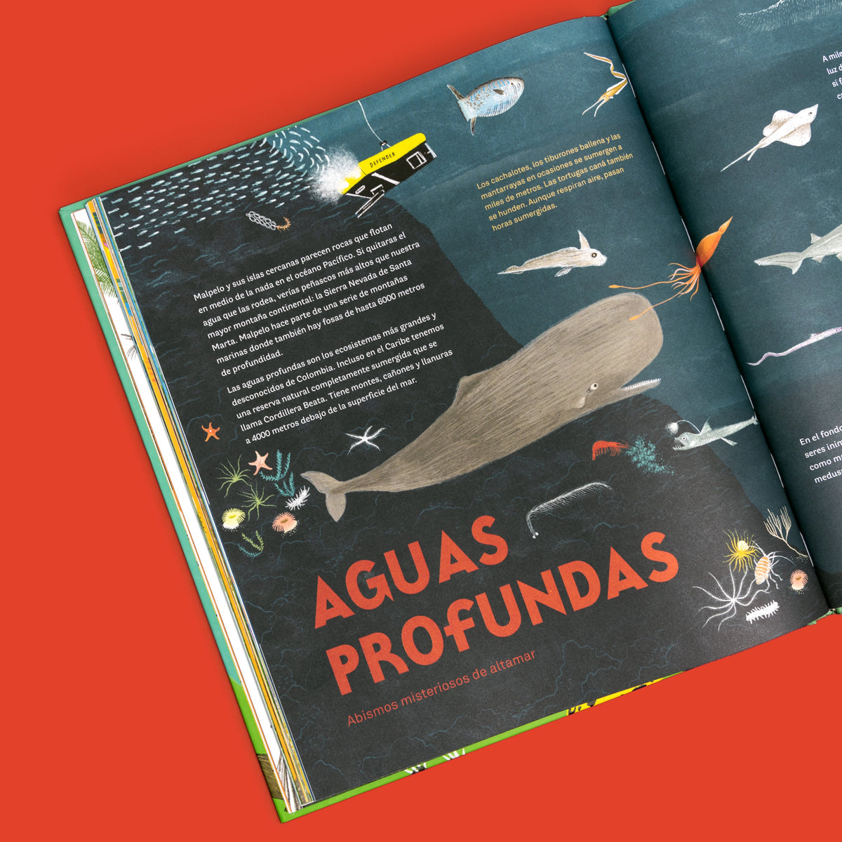 Colombia de arriba abajo - Image 10