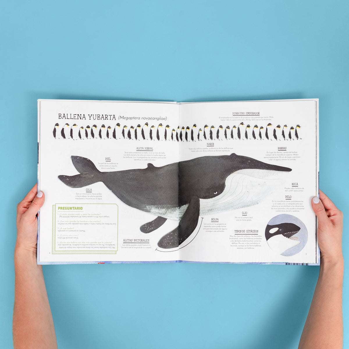 El vuelo de las jorobadas - Image 6