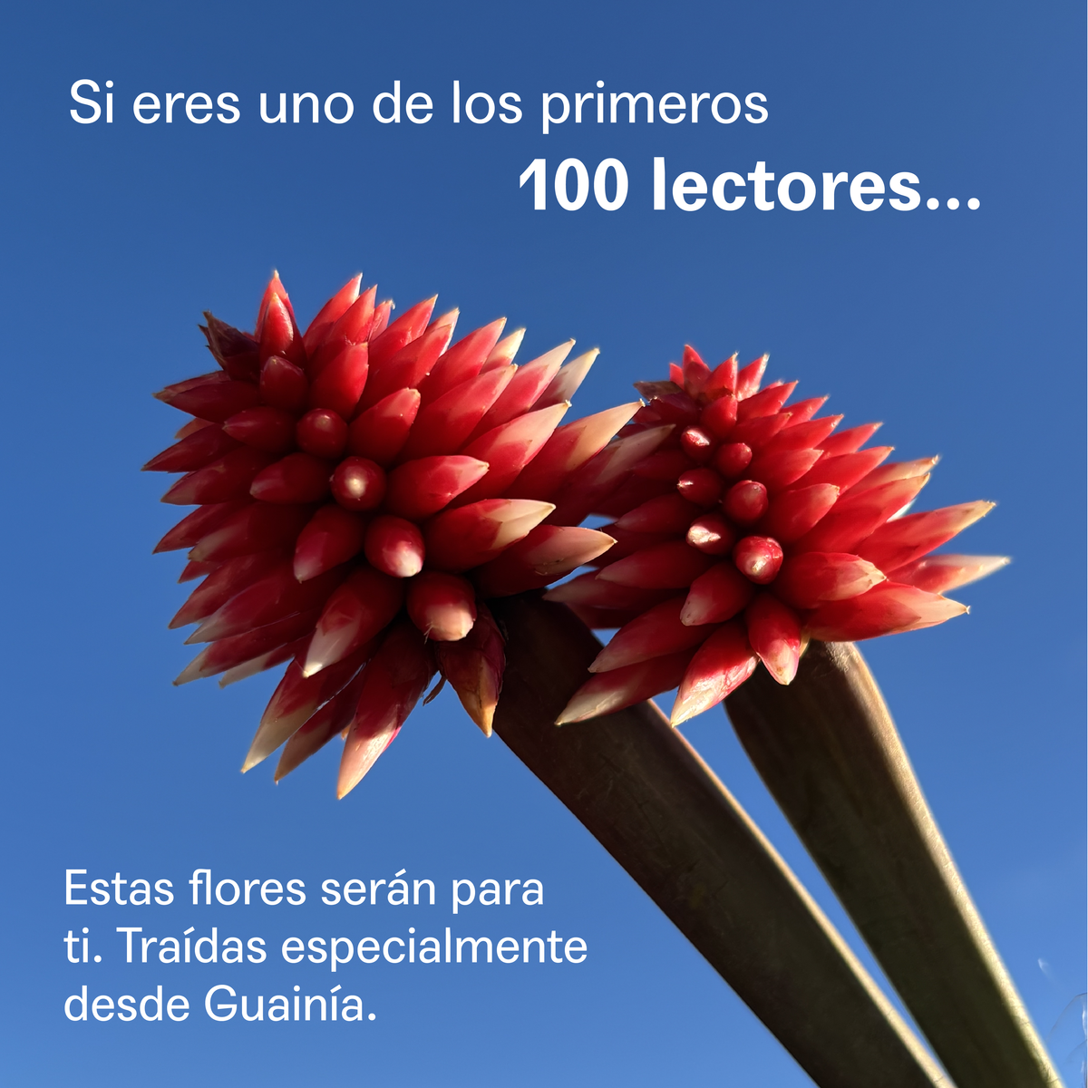 Voy a regalarte una flor (Preventa) - Image 7