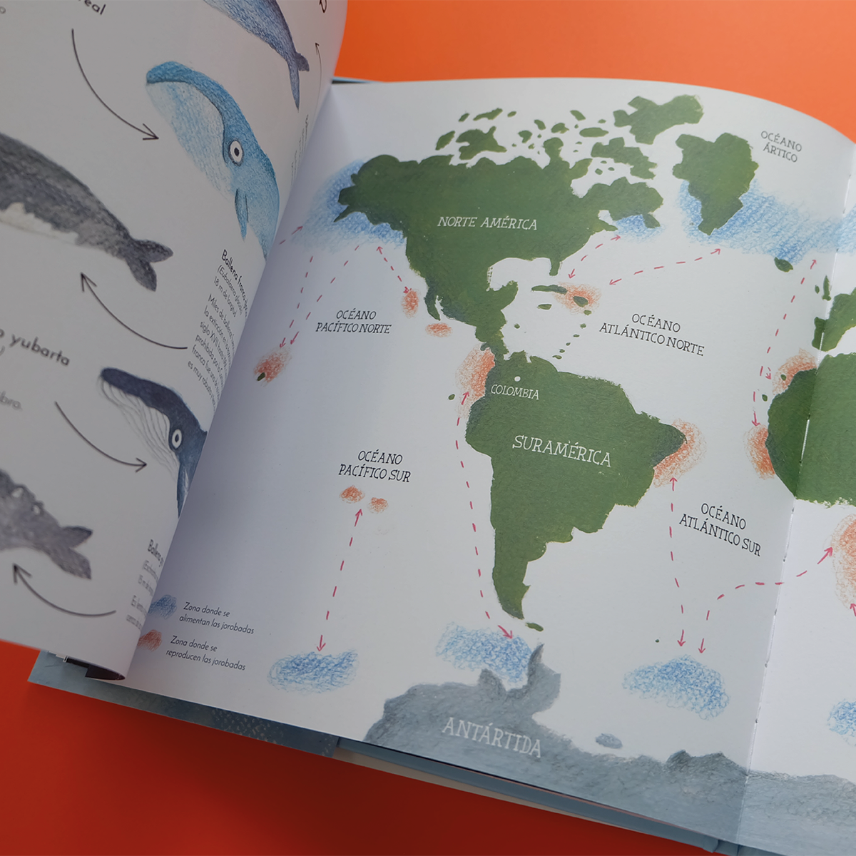 El vuelo de las jorobadas - Image 7